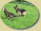 Lukas und Lady- Das dauert wieder * 447 x 336 * (67KB)